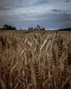 An old english church on a hill surrounded by wheat fields Royalty Free Stock Photo