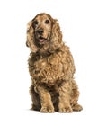 Old English Cocker Spaniel, 10 years old sitting Royalty Free Stock Photo