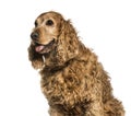 Old English Cocker Spaniel, 10 years old sitting Royalty Free Stock Photo