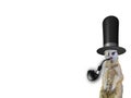 Old english concept a funny elegant meerkat wearing a high hat and smoking the pipe isolated on a white background Royalty Free Stock Photo