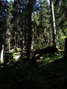 Old English forest with large tree trunks Royalty Free Stock Photo