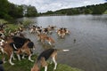 Old English Foxhounds cooling off in a lake.