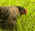 Old english game bantam hen Royalty Free Stock Photo