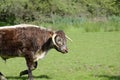 Old English longhorn young bull, walking to right. Knepp rewilding estate