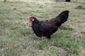 Old english pheasant fowl,