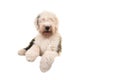 Old english sheep dog young adult lying on the floor seen from the front Royalty Free Stock Photo