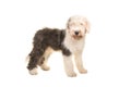 Old english sheep dog young adult standing seen from the side