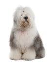 Old English Sheepdog, 1 Year old, sitting Royalty Free Stock Photo