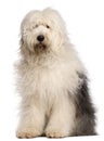 Old English Sheepdog, 2 and a half years old Royalty Free Stock Photo