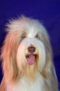 Old English Sheepdog