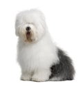 Old English Sheepdog, 3 Years old, sitting Royalty Free Stock Photo