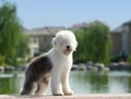 Old English Sheepdog