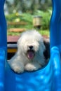 Old English Sheepdog Royalty Free Stock Photo
