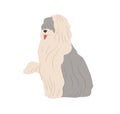 Old English sheepdog, or Bobtail. Shepherd's sheep dog with long shaggy coat. Flat vector illustration of bob-tail doggy