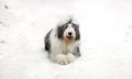Old english sheepdog or bobtail sitting on the snow Royalty Free Stock Photo