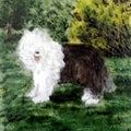 Old English Sheepdog Painting in a Garden