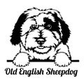 Old English Sheepdog Peeking Dog - head isolated on white Royalty Free Stock Photo