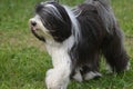 Old English Sheepdog with a Pink Tongue Peaking Out