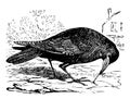 Old engraving of a Rook bird, or Corvus frugilegus