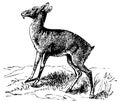 Old engraving of a Siberian musk deer or moschus moschiferus Royalty Free Stock Photo