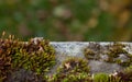 Old and eroded corrugated asbestos cement sheet Royalty Free Stock Photo