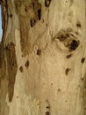 Old eucalyptus tree bark with knots and textures Royalty Free Stock Photo