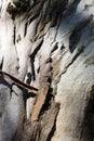 Old eucalyptus tree bark. Nature background Royalty Free Stock Photo