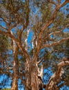 Old eucalyptus tree in Centennial Park in Sydney Royalty Free Stock Photo