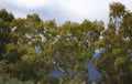 Old Eucalyptus trees Royalty Free Stock Photo