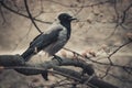 Old Eurasian Magpie bird in a park in Vilnius Lithuania Royalty Free Stock Photo