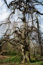 Old european beech (fagus sylvatica) Royalty Free Stock Photo