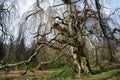 Old european beech (fagus sylvatica) in the park Royalty Free Stock Photo