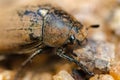 Old European chafer beetle on the sand macro photo