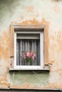 Gladiolus flower on the windowsill of an