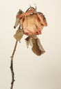 Old faded and bent rose.