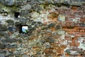 An old faded stone in the cracked weathered and shattered wall o