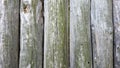 Old, faded, weathered wooden mossy wall background made from vertical boards .