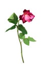 Old faded withered red rose isolated on white background Royalty Free Stock Photo