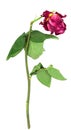 Old faded withered red rose isolated on white background Royalty Free Stock Photo