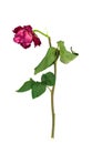 Old faded withered red rose isolated on white background Royalty Free Stock Photo