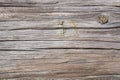 Old faded wood texture backdrop for mockup or design pattern in construction, food or industrial flat layer of sample concept