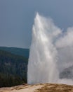 Old Faithful erupting in Yellowstone National Park during spring. Royalty Free Stock Photo