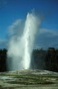 Old faithful geyser erupting