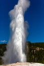 Old Faithful geyser shooting into the air in Yellowstone Park Wyoming Royalty Free Stock Photo