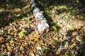 Old fallen birch tree on leaf litter in forest Royalty Free Stock Photo