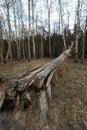 Old fallen decayed dry tree in the forest with birch trees in the background - Veczemju Klintis, Latvia - April 13, 2019