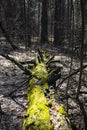 An old fallen large tree covered with green moss. Royalty Free Stock Photo