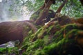 Old fallen mossy tree, foliage, roots and mysterious shine with birds singing