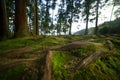 Old fallen mossy tree, foliage, roots and mysterious shine with birds singing