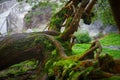 Old fallen mossy tree, foliage, roots and mysterious shine with birds singing